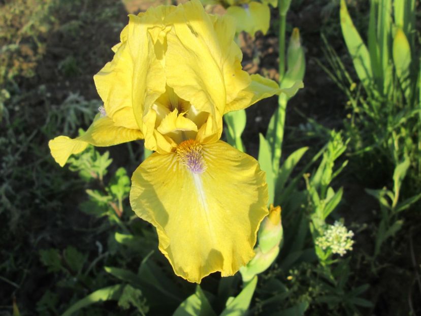  - Gradina cu irisi nr 2 in 2017