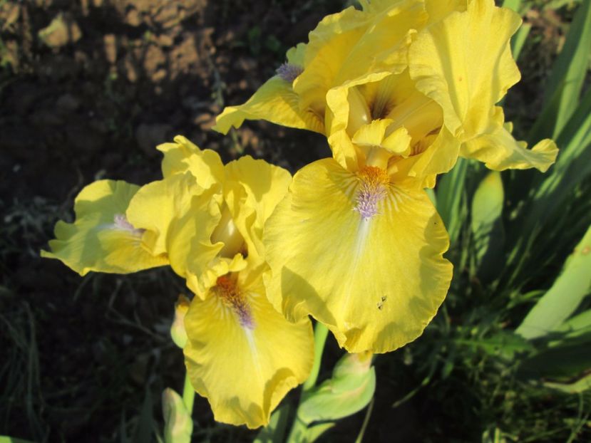  - Gradina cu irisi nr 2 in 2017