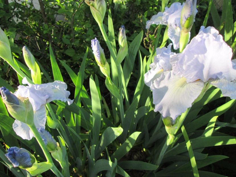  - Gradina cu irisi nr 2 in 2017