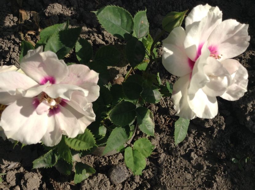 image - Primavara 2017