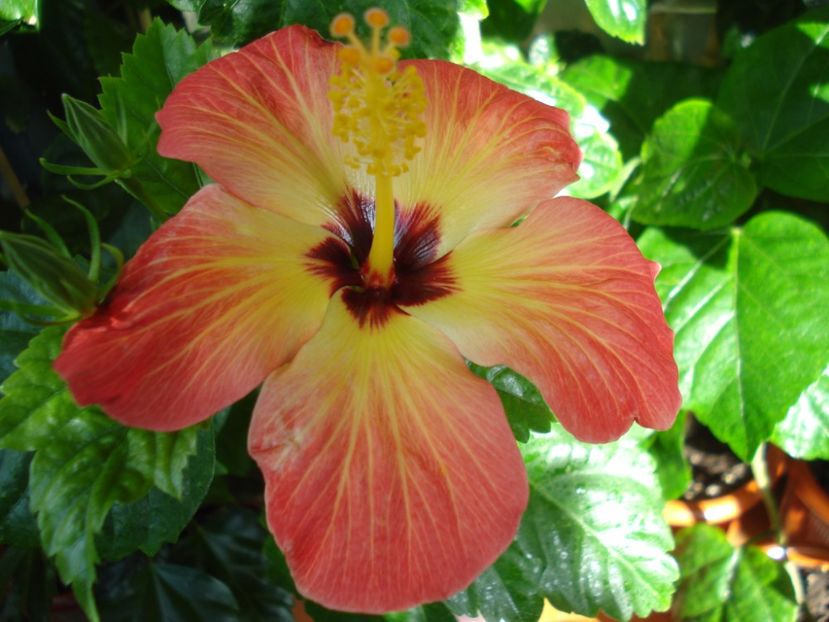  - Hibiscus Alexandra