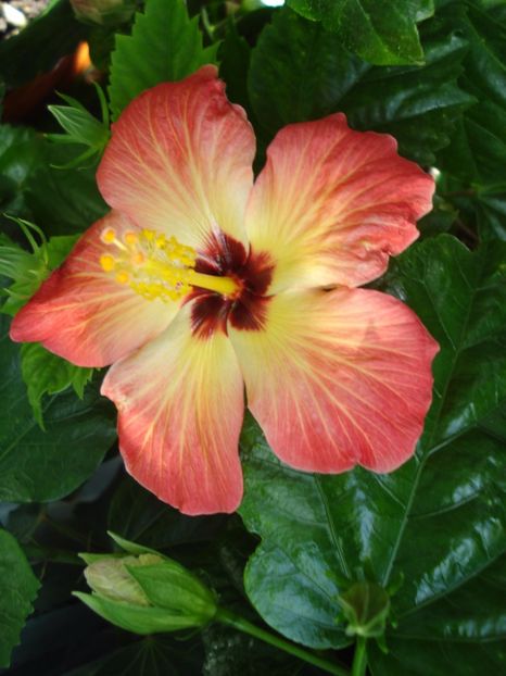  - Hibiscus Alexandra