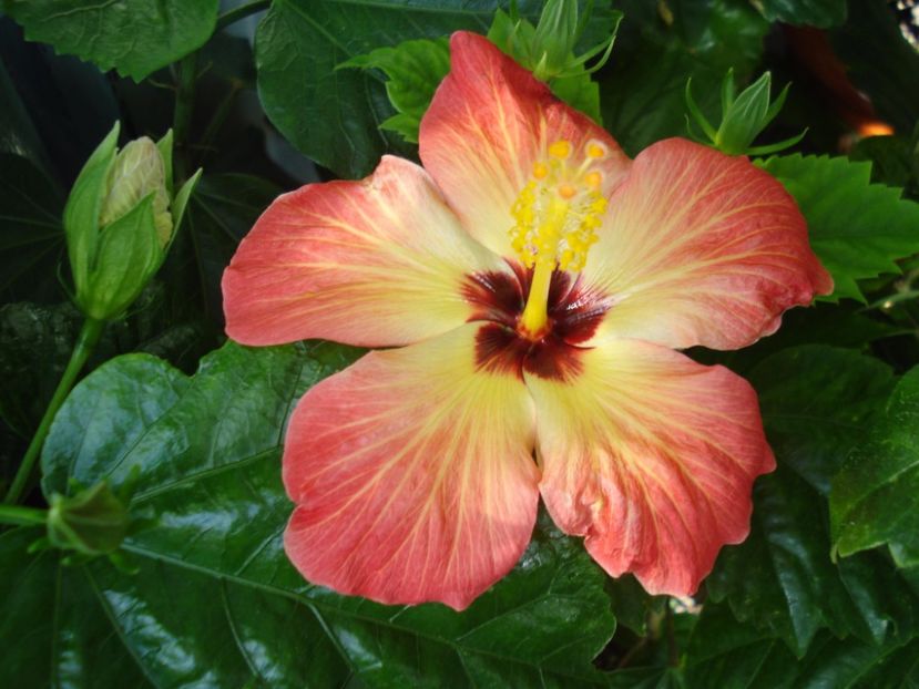  - Hibiscus Alexandra