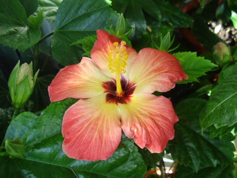  - Hibiscus Alexandra