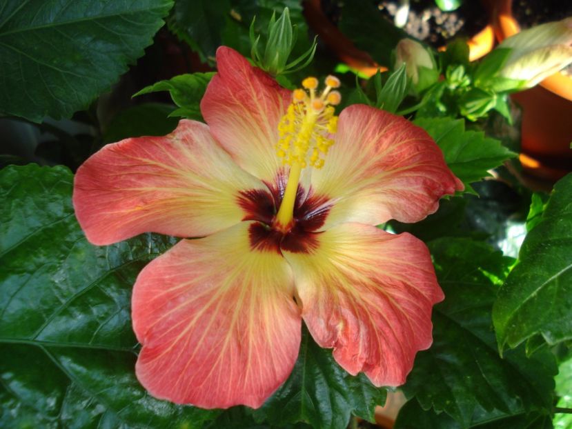  - Hibiscus Alexandra