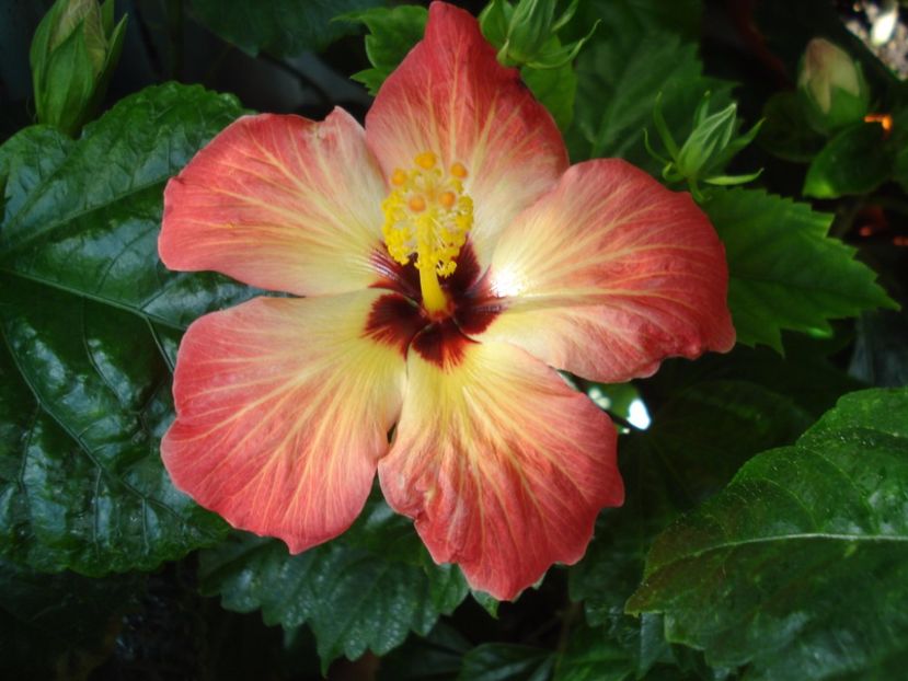  - Hibiscus Alexandra