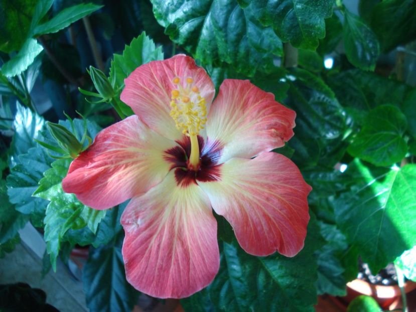  - Hibiscus Alexandra