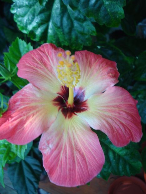  - Hibiscus Alexandra