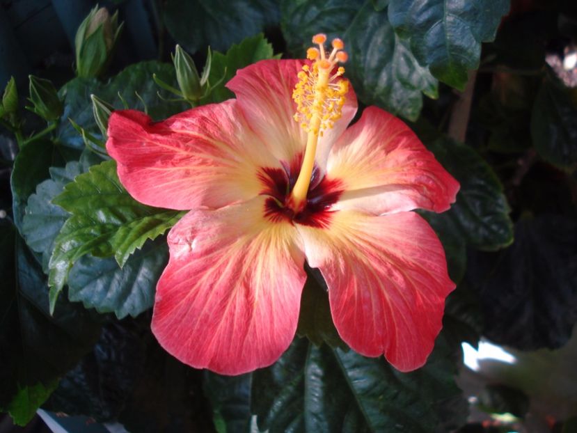  - Hibiscus Alexandra