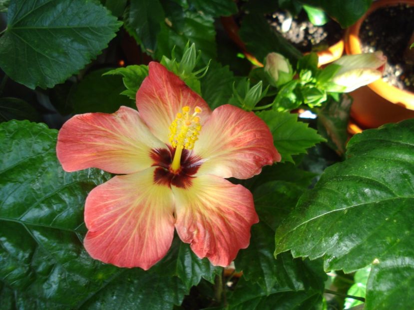  - HIBISCUS 2017