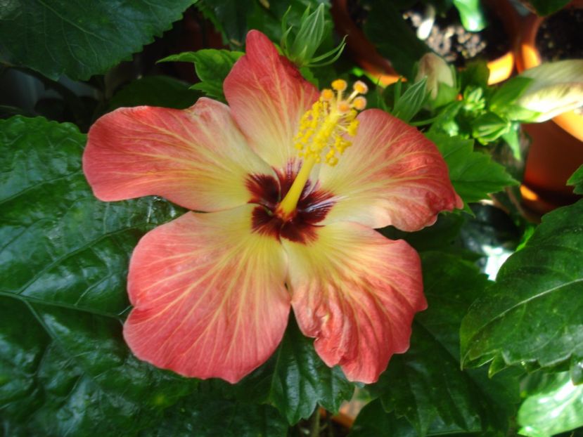  - HIBISCUS 2017