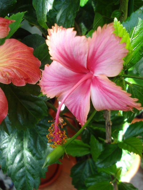  - HIBISCUS 2017