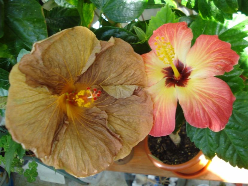 - HIBISCUS 2017