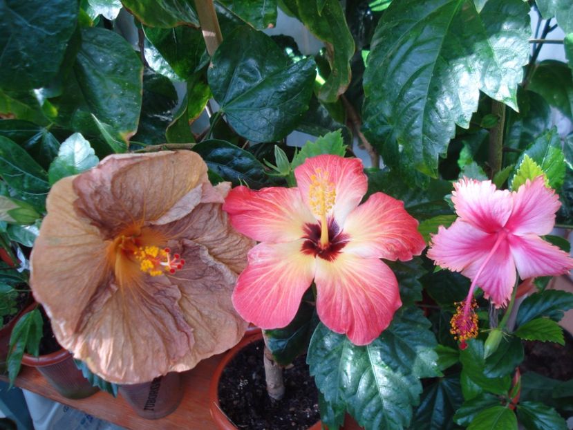  - HIBISCUS 2017