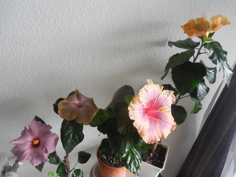  - 02Hibiscus