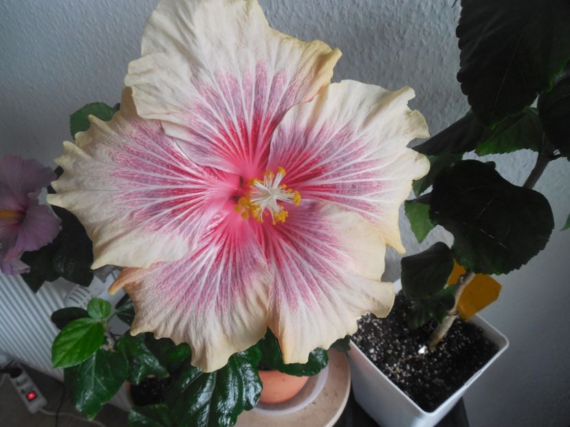  - 02Hibiscus
