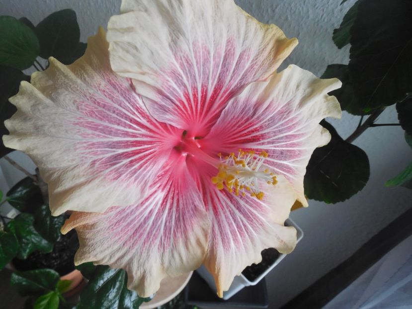  - 02Hibiscus