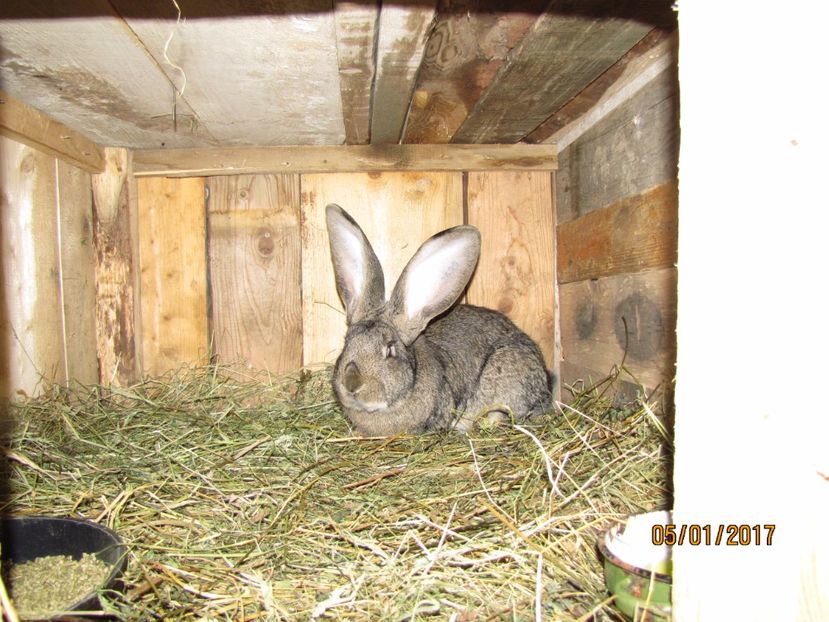  - Mascul 2 de la Boby Malita