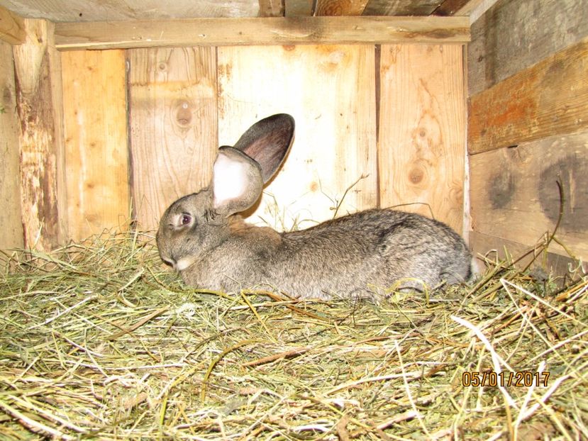  - Mascul 2 de la Boby Malita