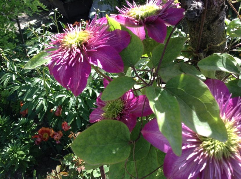 Kaiser - Clematite 2017