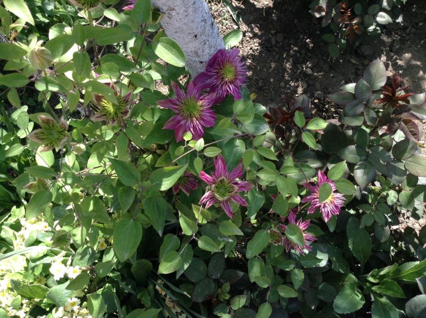 image - Clematite 2017