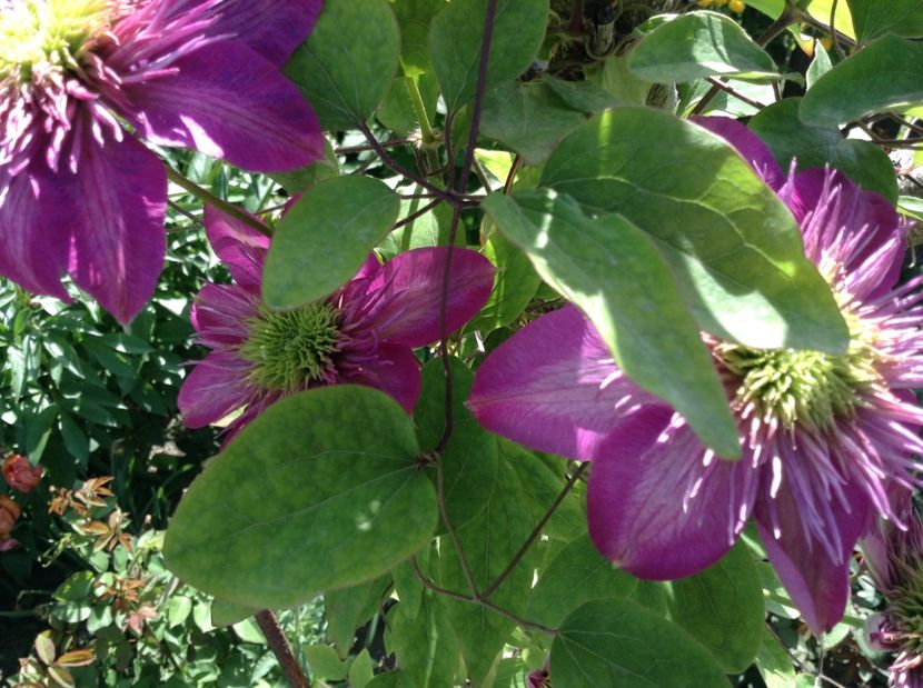 image - Clematite 2017