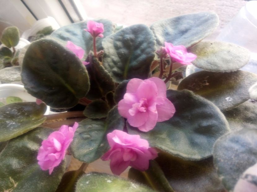  - Violeta nr 2 de la Stanica Rhapsodie Ingrid