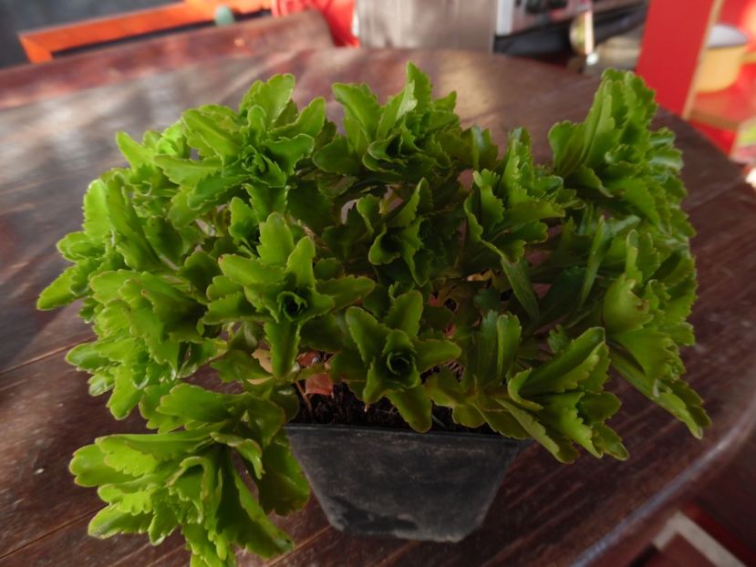 Sedum Ellacombianum Kossuthka - 00 Achizitii primavara 2017