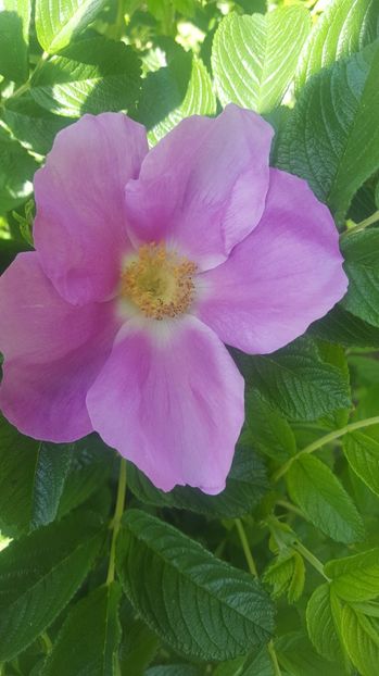 Rosa rugosa - Trandafiri 2017-1