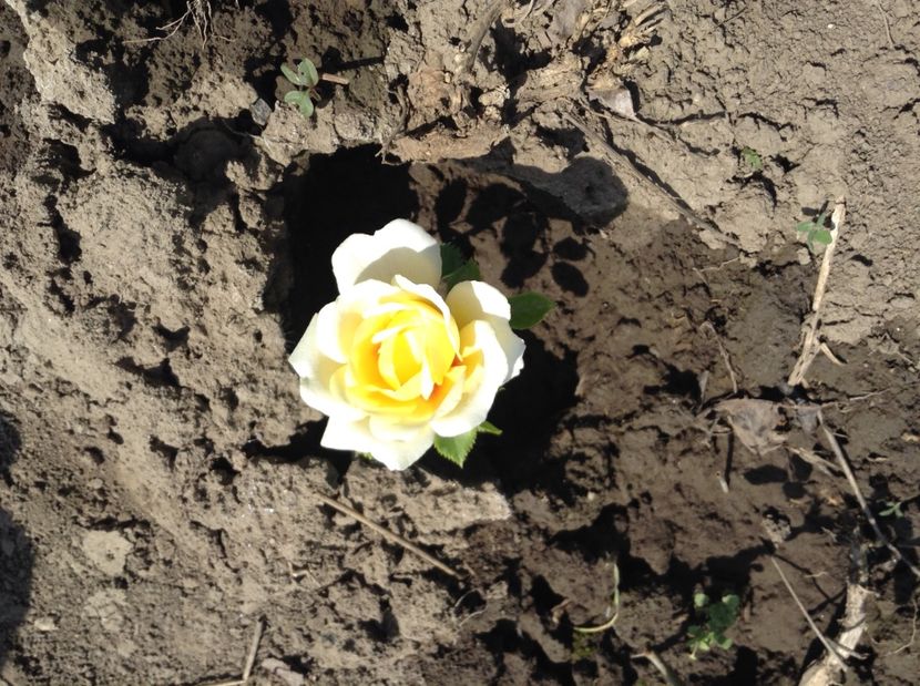 The sun and the heart - Trandafiri 2017