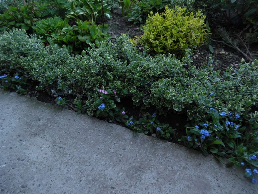 euonymus emerald gaiety - 000 Aprilie in gradina