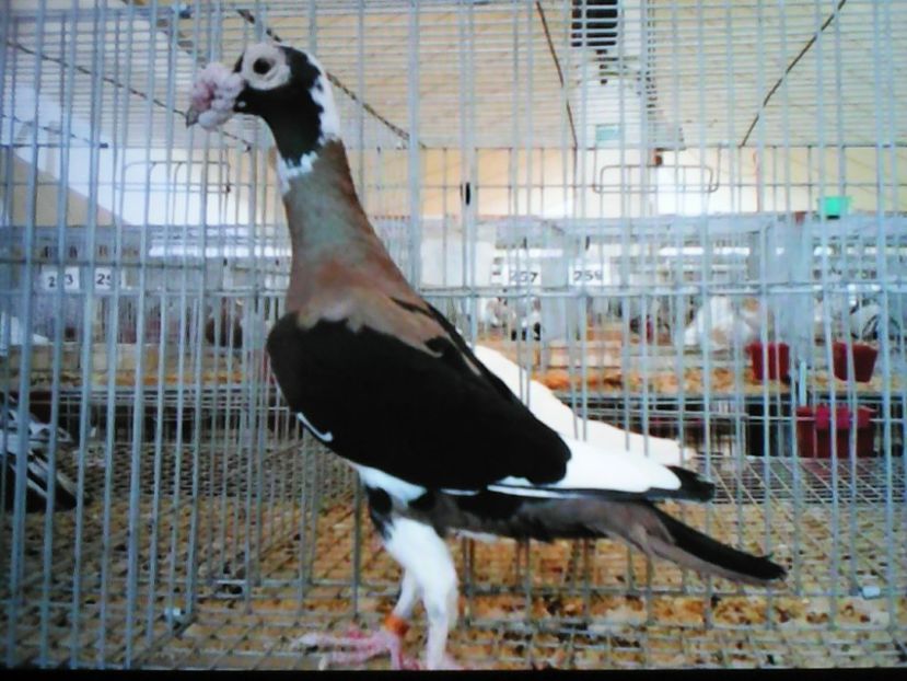 CARIER  MOZAI  TRIICOLOR - CONTACT