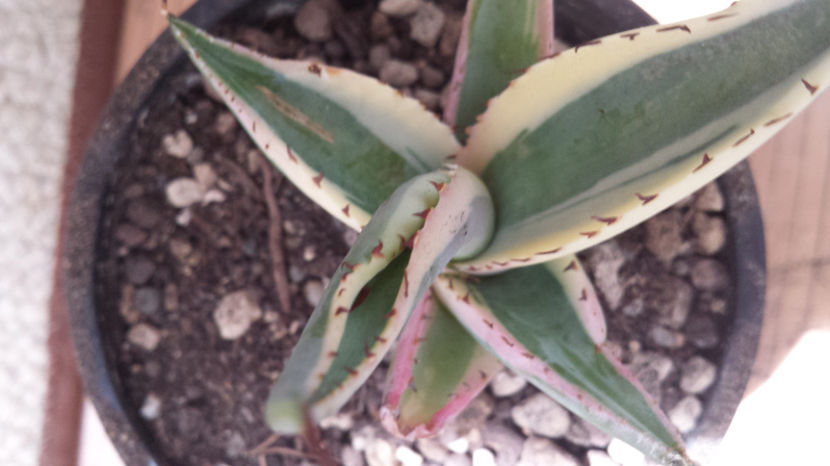 Agave Guiengola Creme Brulee 60 - Vandute