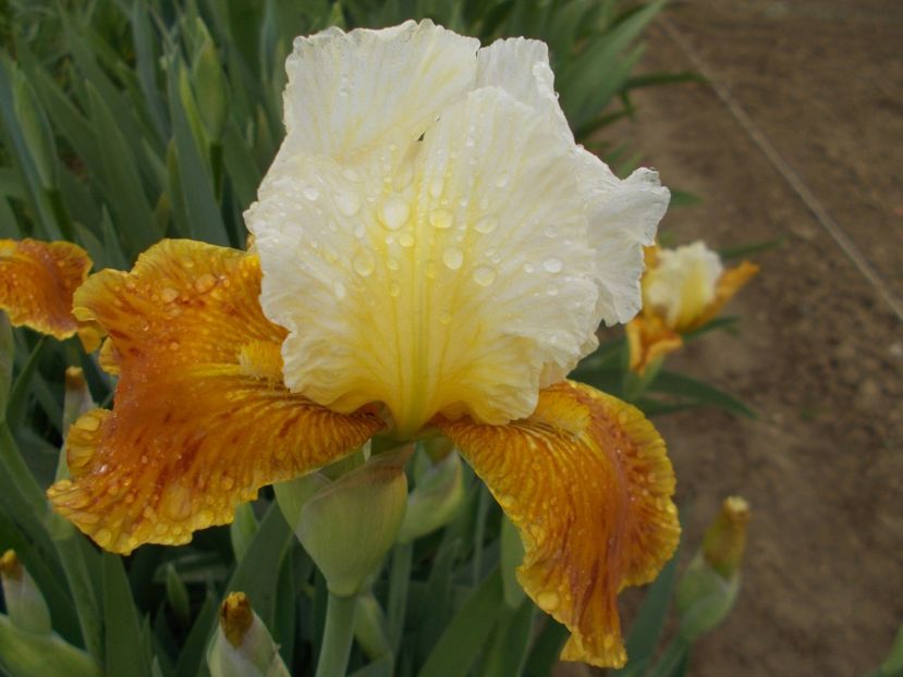 HONEY GLAZED - Irisi-2017 Barbata Elatior si Intermedia