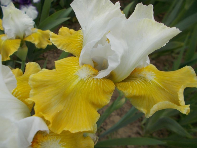  - Irisi-2017 Barbata Elatior si Intermedia