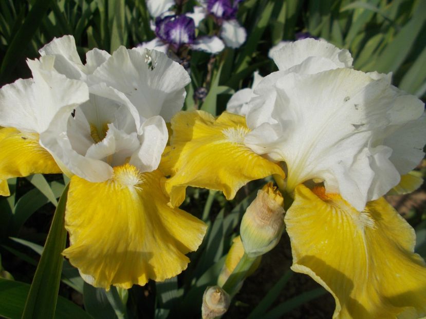  - Irisi-2017 Barbata Elatior si Intermedia