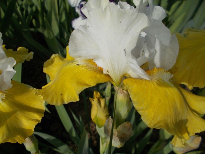  - Irisi-2017 Barbata Elatior si Intermedia