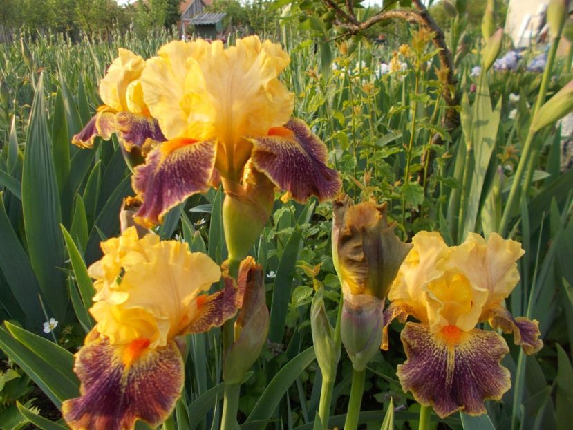 DELIRIUM - Irisi-2017 Barbata Elatior si Intermedia