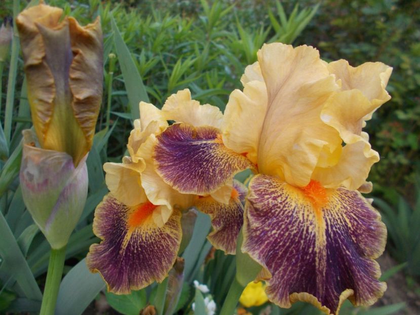  - Irisi-2017 Barbata Elatior si Intermedia