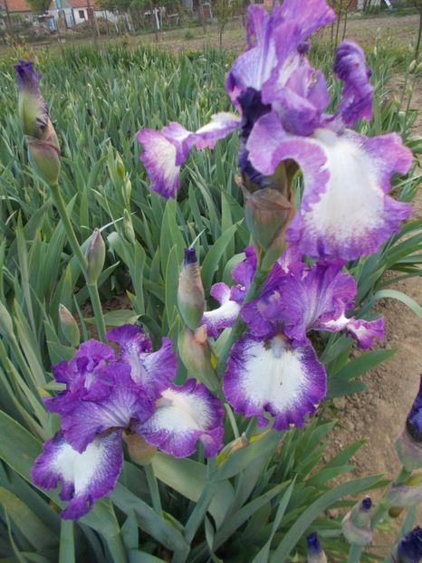  - Irisi-2017 Barbata Elatior si Intermedia