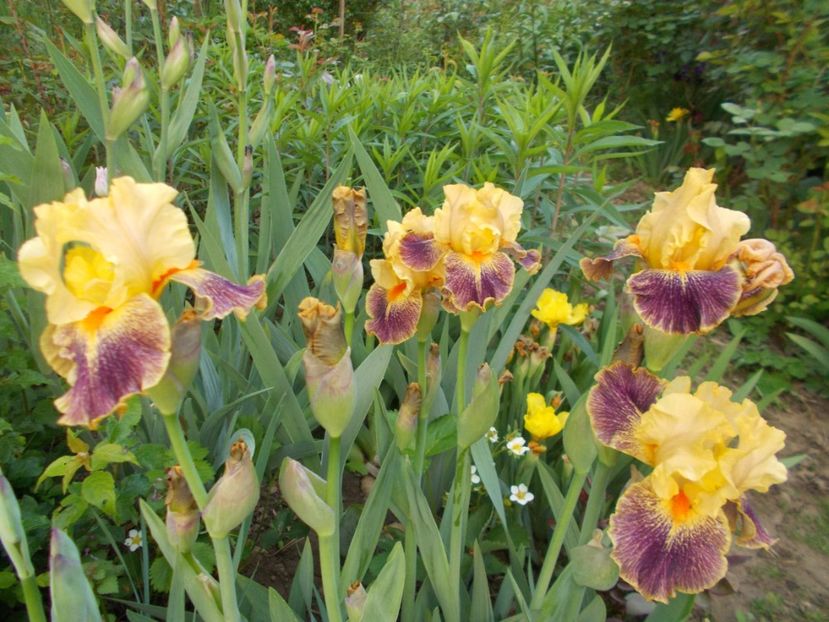  - Irisi-2017 Barbata Elatior si Intermedia