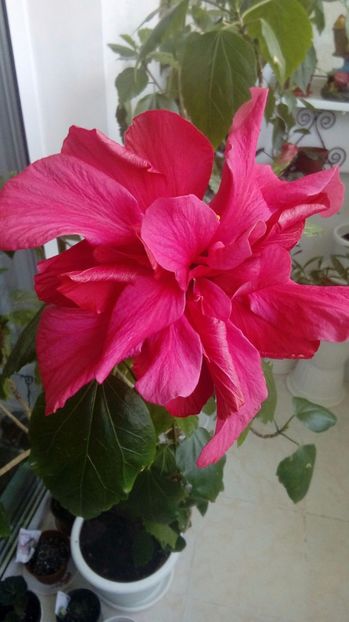 P_20170503_122403_1_BF_p - Hibiscus
