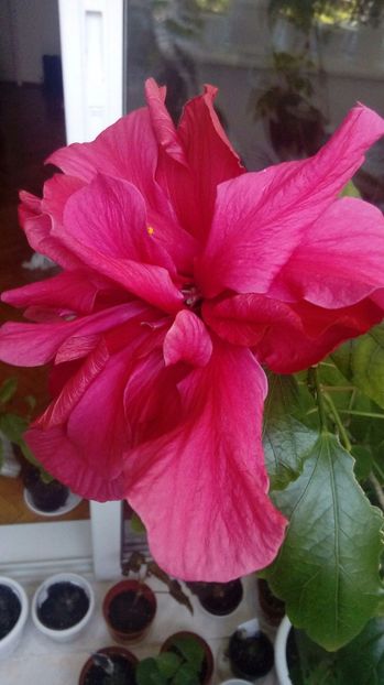 P_20170503_122346_1_BF_p - Hibiscus
