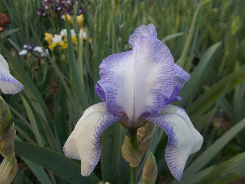  - Irisi-2017 Barbata Elatior si Intermedia