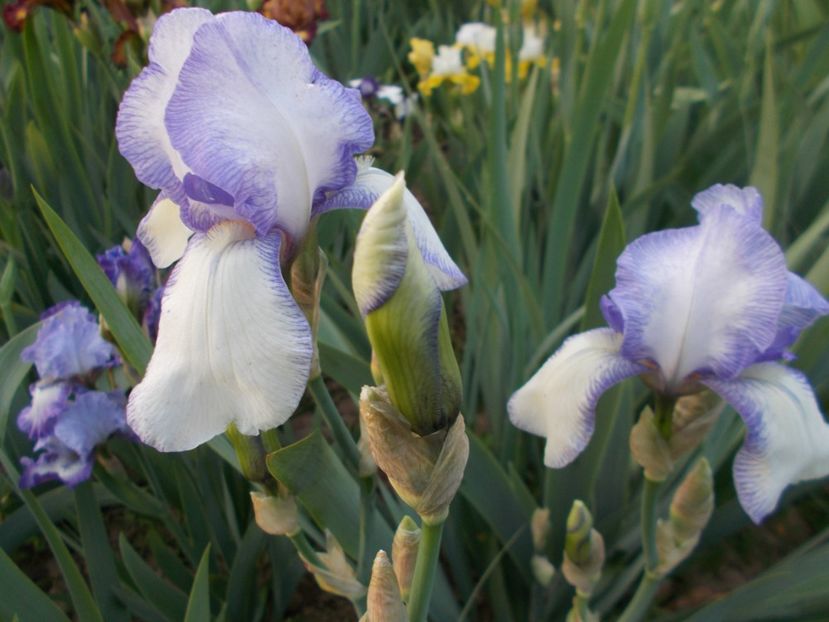  - Irisi-2017 Barbata Elatior si Intermedia