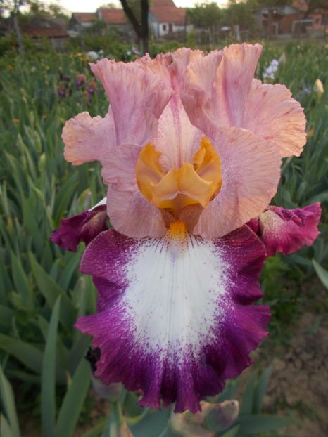  - Irisi-2017 Barbata Elatior si Intermedia