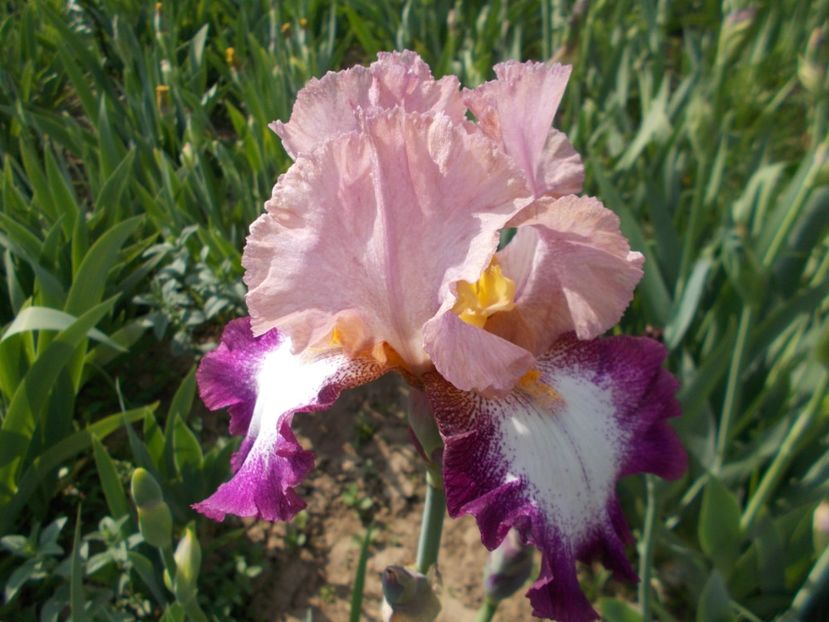  - Irisi-2017 Barbata Elatior si Intermedia