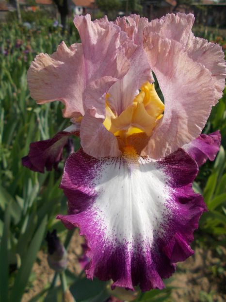 CHANGE OF PACE - Irisi-2017 Barbata Elatior si Intermedia