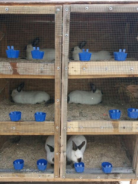  - Arhivă-Californieni