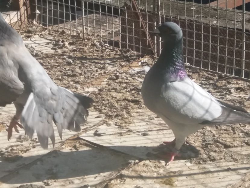  - b- albastri fara dungi